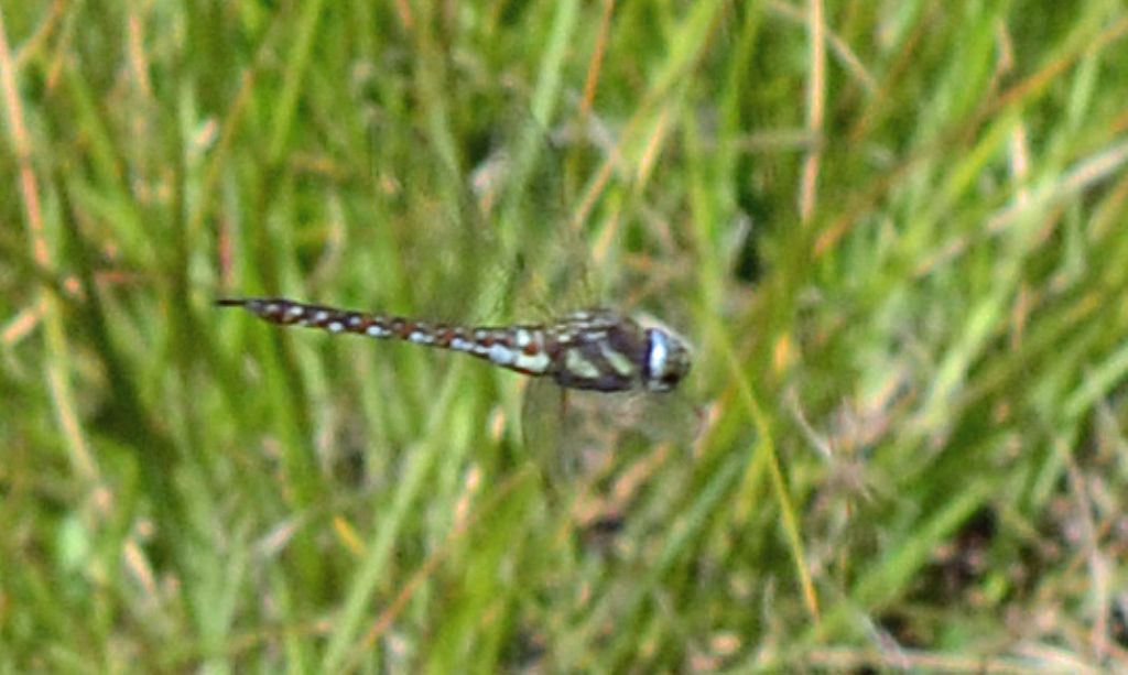 Aeshna mixta ?